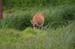 122-Black Tailed Sitka Deer