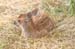 123-Baby Sitka Deer