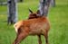 124-Young Elk