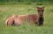125-Female Elk