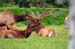 126-Elk