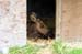 128-Baby Moose