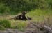 129-Hugo the Grizzly Bear