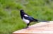 130-Magpie