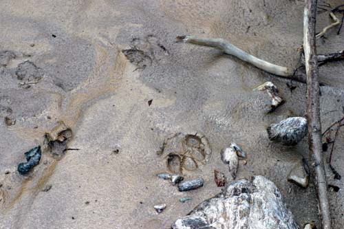 149-Grey Wolf Tracks